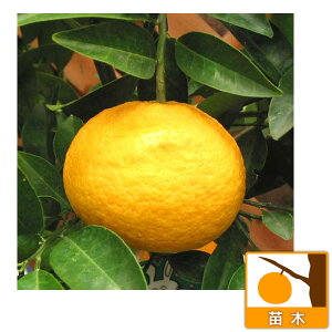 ʎ̕c/A}ic~JiÉĂ݂j4`5|bg