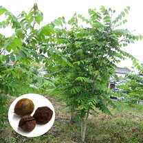 楽天市場】オニグルミ 苗の通販