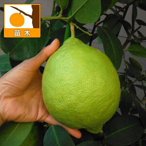 ʎ̕c/W{i|e[Uj4`5|bg