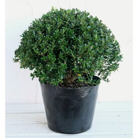 花木 庭木の苗/キンメツゲの玉仕立て8号ポット