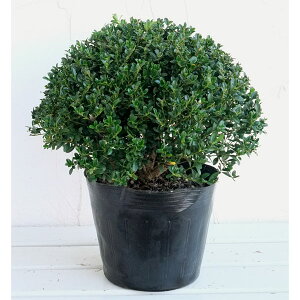 Ԗ ؂̕c/LcQ̋ʎd8|bg