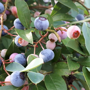 ʎ̕c/u[x[irbgACnjFu[V[5|bg