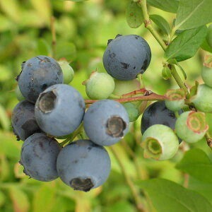 ʎ̕c/u[x[iTUnCubVnjFIj[5|bg