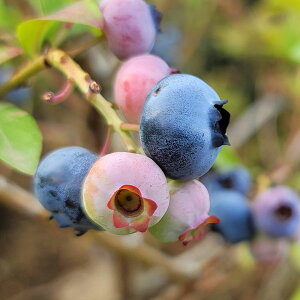 ʎ̕c/u[x[irbgACnjFuCgEF5|bg