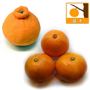 ʎ̕c/݂FEEӐ̐lC3Zbgi{쑁EEfR|ism΁jj