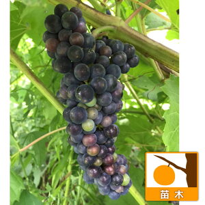 ʎ̕c/}uhEiRERԂǂjFsbRC4.5`5|bg[ːŎtǂI]