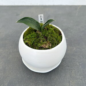 ϗtA/IgiNjFEA^}iEMt