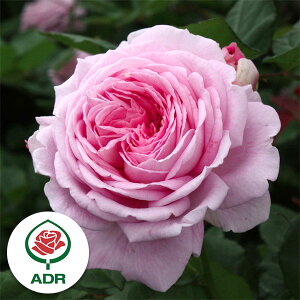 o̕c/oF}[ wGbec6|bg