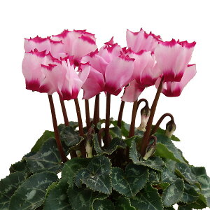 Ԃ̕c/VNFrNgAsN3|bg*