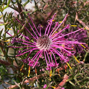 Ԗ ؂̕c/C\|S tHTXF[YR[3|bg