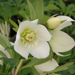 NX}X[YF*v`h[xij4.5|bg