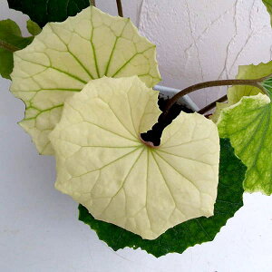 R쑐̕c/cuLFinNJj5A