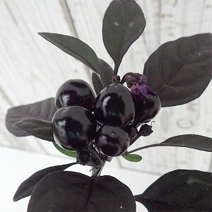 Ԃ̕c/SVLgEKVFubNp[3`3.5|bg