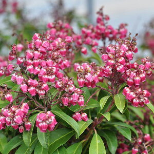 Ԗ ؂̕c/AZrin؁jFpbV3.5|bg