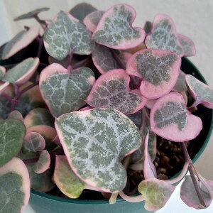 ϗtA/n[gJYiZyMAEEbfBjFfBn[g3|bg