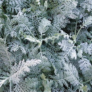 Ԃ̕c/_XeB~[iV^GMNjVo[[X3-3.5|bg 3Zbg