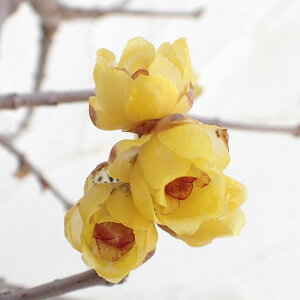 Ԗ ؂̕c/EoCFi܂񂰂j3.5|bg