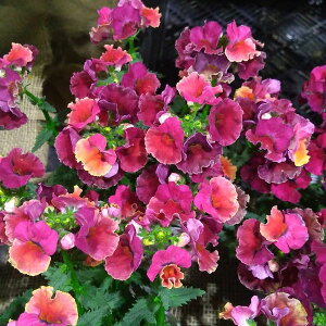 Ԃ̕c/lVAFlVA gsJ3.5|bg