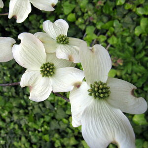 Ԗ ؂̕c/ni~YLFNEhiC5|bg