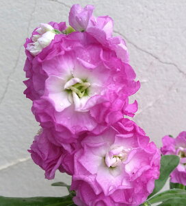 Ԃ̕c/XgbNFxCr[@sNtbV3`3.5|bg 2Zbg