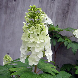 Ԗ ؂̕c/JVoAWTCFXm[NC[(dj50`60cm