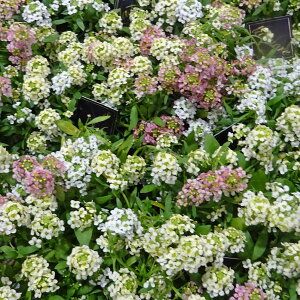 Ԃ̕c/AbTFVbNJ[ ~bNXA2.5|bg