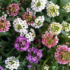 Ԃ̕c/AbTiXC[gAbTjFWG[~bNX2.5|bg