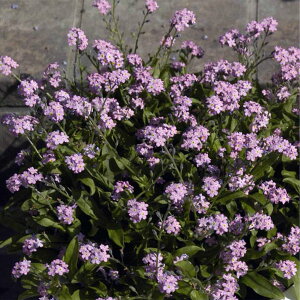 Ԃ̕c/XiOTFsN3|bg 2Zbg