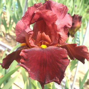 Ԃ̕c/W[}ACXFS[X`Qbg3.5|bg