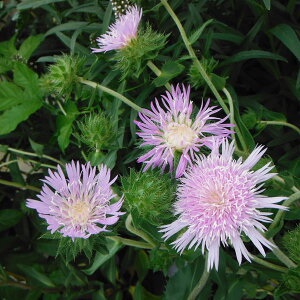 Ԃ̕c/XgPVAFIKXJCPbg3.5|bg