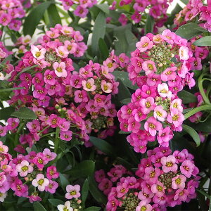 Ԃ̕c/AbTFYx[Xg[3.5|bg