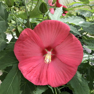 Ԗ ؂̕c/hnCrXJXF^C^rJXFCJX3.5|bg