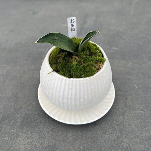 ϗtA/IgiNjFEA^sX{EEMt