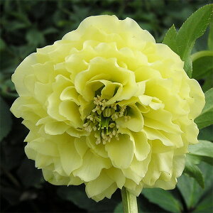 NX}X[YF*[ v}hX4.5|bg