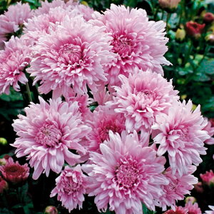 Ԃ̕c/LNiejFJ[lrNgA2.5-3|bg 2Zbg