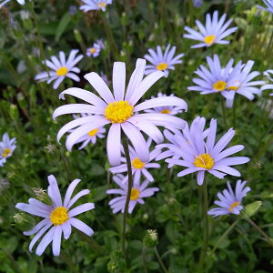 ���Ԃ̕c/�u���[�f�[�W�[�F�A�Y�[���u���[3-3.5���|�b�g 6���Z�b�g