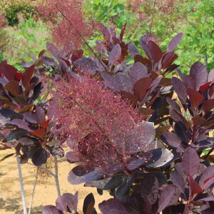 Ԗ ؂̕c/X[Nc[FxxbgN[N3|bg