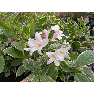 Ԗ ؂̕c/[]^jEcMiIIxjEcMjFoGK[^ij5|bg3Zbg