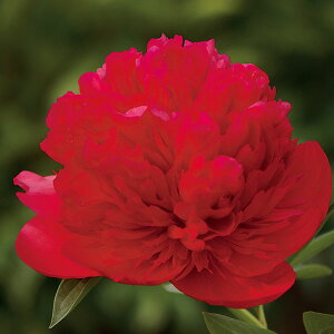 Ԃ̕c/VNNi䉖jF _CAip[NX4|bg