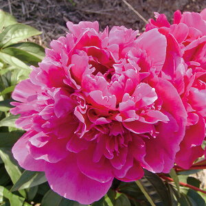 Ԃ̕c/VNNi䉖jFbhTxi[6A