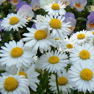 Ԃ̕c/CObVf[W[ 3-3.5|bg 12Zbg*