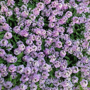 Ԃ̕c/AbTFA[x_[3-3.5|bg 12Zbg