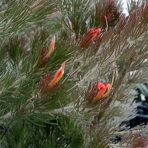 Ԗ ؂̕c/[UEt@[ZNg]AfigXF[^5A