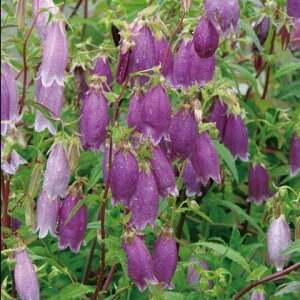 Ԃ̕c/JpjEvN^[^Eut[3.5|bg 2Zbg