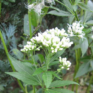 Ԃ̕c/tWoJ}i[pgEjFԃtWoJ} 3|bg 2Zbg