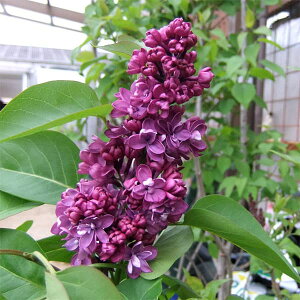 Ԗ ؂̕c/CbNFLT nu C[6[gobN܂̓|bg