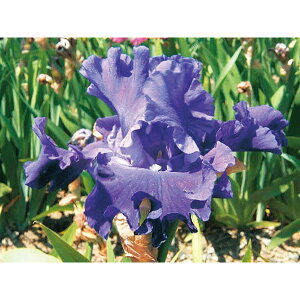 Ԃ̕c/W[}ACXFXJCVbv3.5|bg