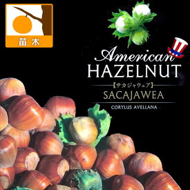 果樹の苗/アメリカンヘーゼルナッツ（西洋ハシバミ）：サカジャウェア4.5号ポット