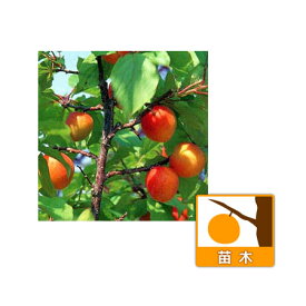 果樹の苗/スモモ（プラム）：メスレー4～5号ポット