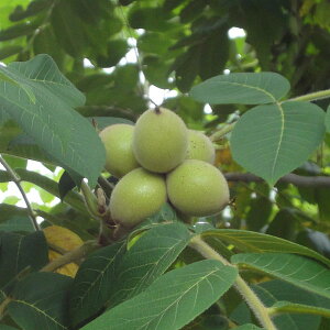 ʎ̕c/N~FJVN~(َq݁jc4`5|bg